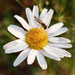 Camomile by nmamaly
