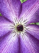22nd Jun 2021 - Clematis Flower