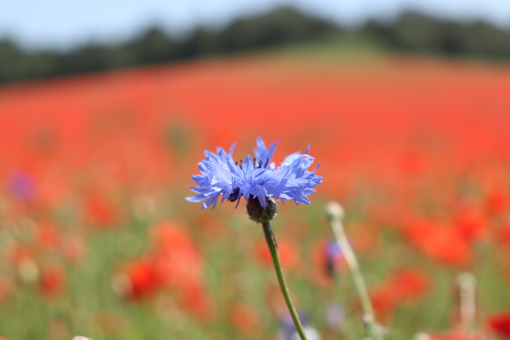 A solitary cornflower  by 365projectorglisa