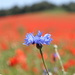 A solitary cornflower  by 365projectorglisa