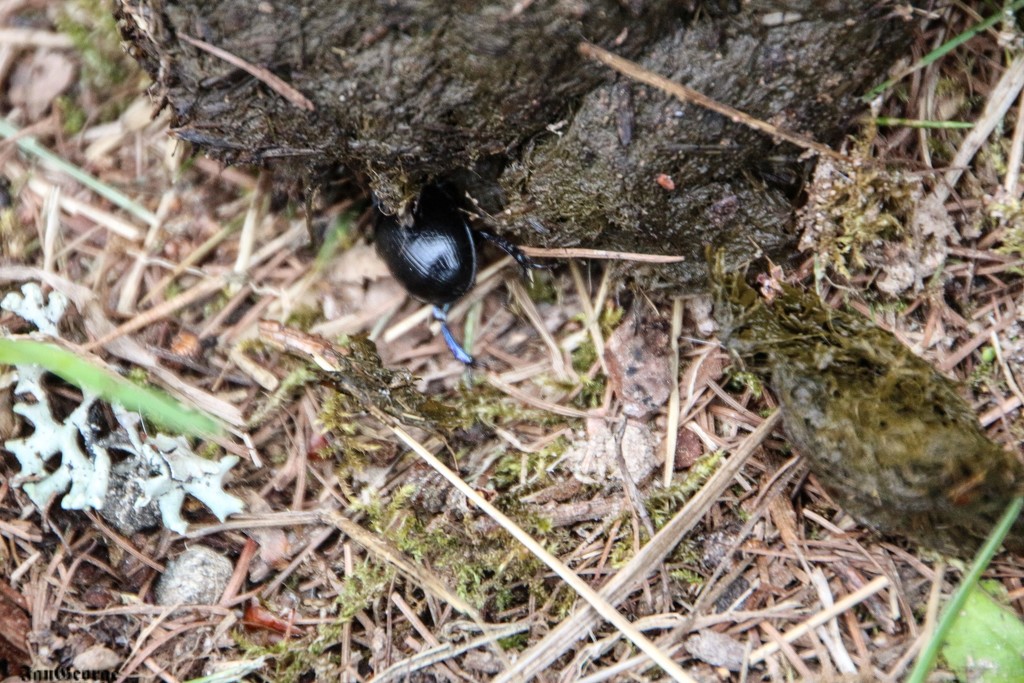 The Disappearing Dung Beetle by nodrognai