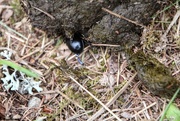 23rd Jun 2021 - The Disappearing Dung Beetle