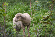 20th Jun 2021 - Our Neighbor's Sheep