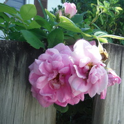 23rd Jun 2021 - Over the Fence