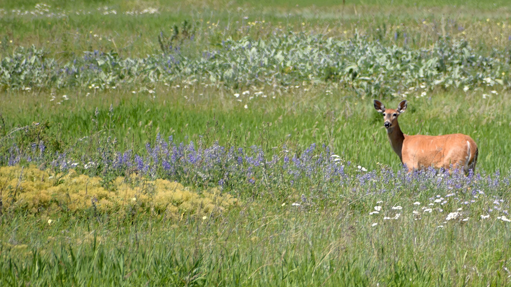 Whitetail Doe by bjywamer