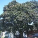 Lovely Big Tree by spanishliz