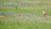 22nd Jun 2021 - Whitetail Doe and Her Fawn