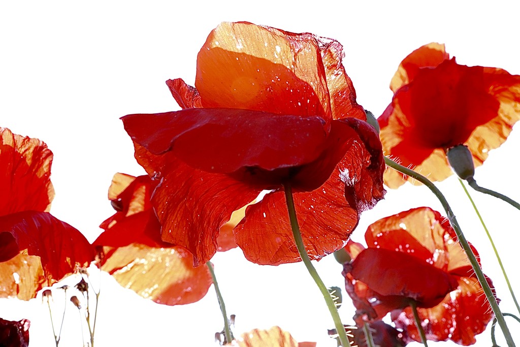 Arty Poppies by carole_sandford