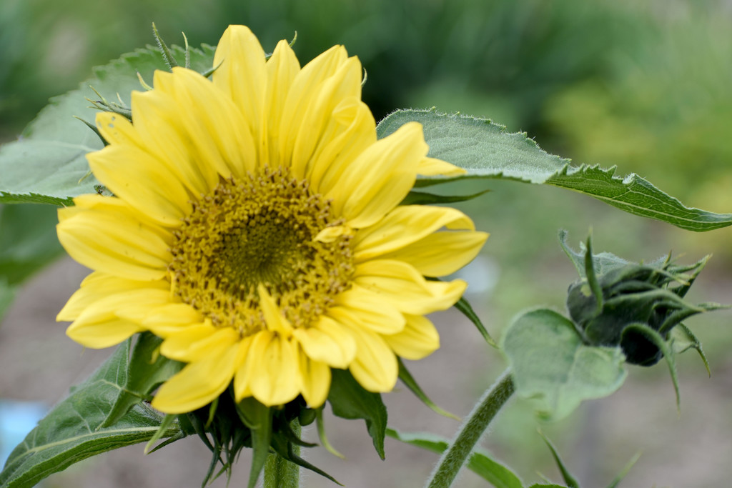 First Sunflower of the Summer by bjywamer