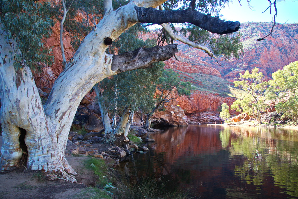 Day 7: Ormiston Gorge - The Ghost of the Gorge by terryliv