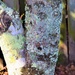  Colorful Lichen ~     by happysnaps
