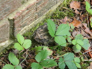 23rd Jun 2021 - Toad in Back of House 