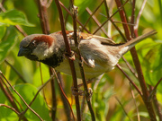 23rd Jun 2021 - house sparrow 