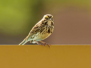 23rd Jun 2021 - savannah sparrow