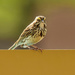 savannah sparrow by rminer