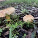 Mushrooms by sugarmuser
