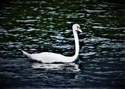 21st Jun 2021 - Lone Swan