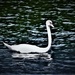 Lone Swan by vernabeth