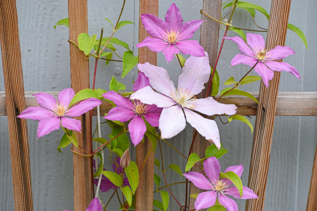 Clematis by bjywamer