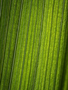 23rd Jun 2021 - Crocosmia Leaf