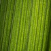 Crocosmia Leaf by mitchell304