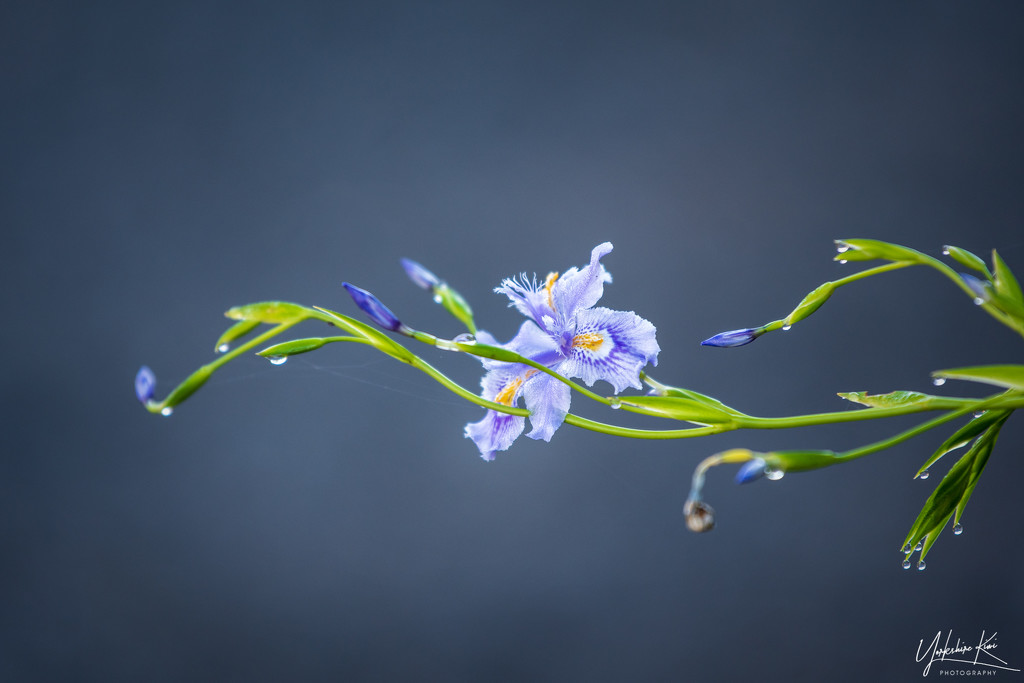Crested Iris by yorkshirekiwi
