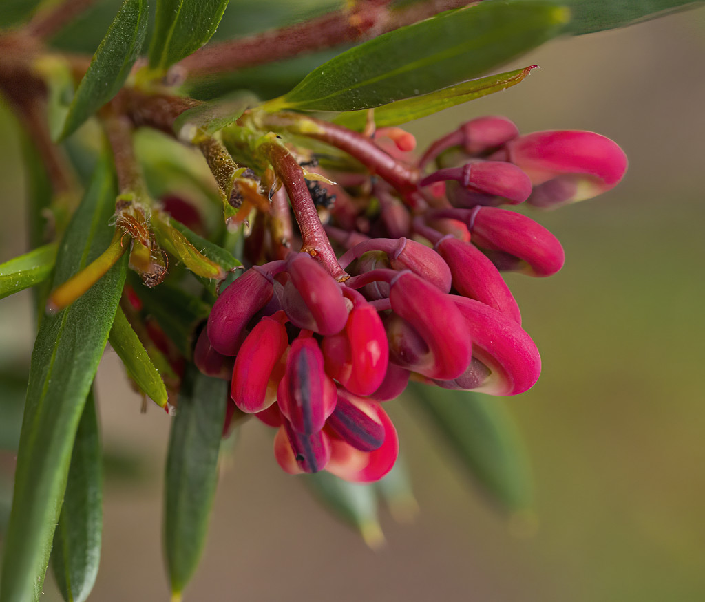 bubbling buds of colour by koalagardens