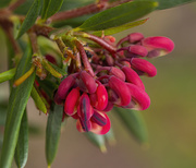 21st Jun 2021 - bubbling buds of colour