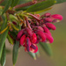 bubbling buds of colour by koalagardens