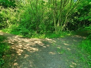 24th Jun 2021 - A Fork In The Woodland Path.