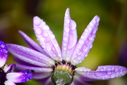 20th Jun 2021 - Raindrops on Senetti flower.........