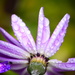 Raindrops on Senetti flower......... by ziggy77