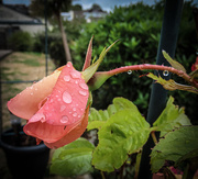 24th Jun 2021 - Rosebud in the Rain