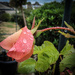Rosebud in the Rain by mumswaby