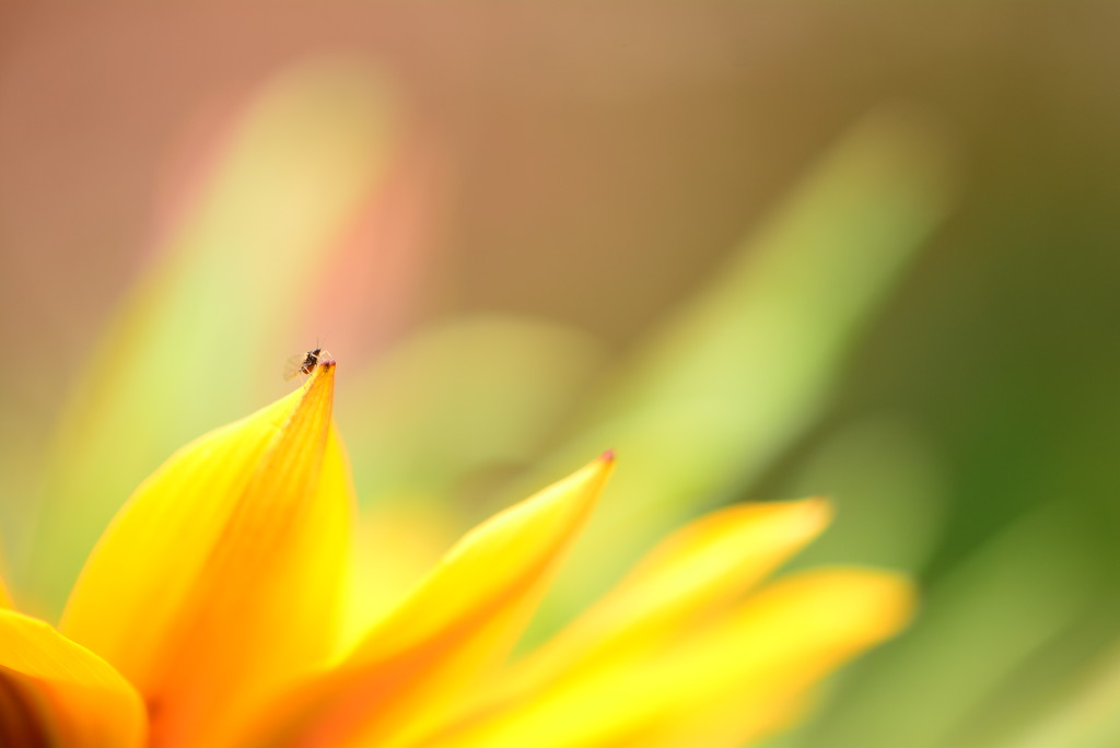 Teeny weeny fly........... by ziggy77