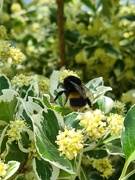 24th Jun 2021 - Busy Bees