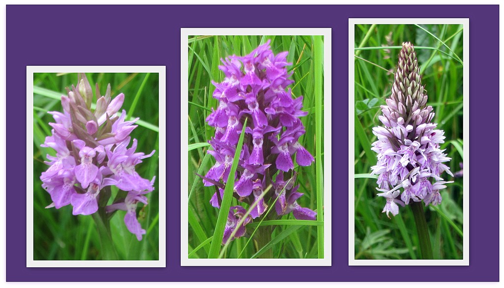 Three different wild orchids. by grace55