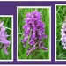 Three different wild orchids. by grace55