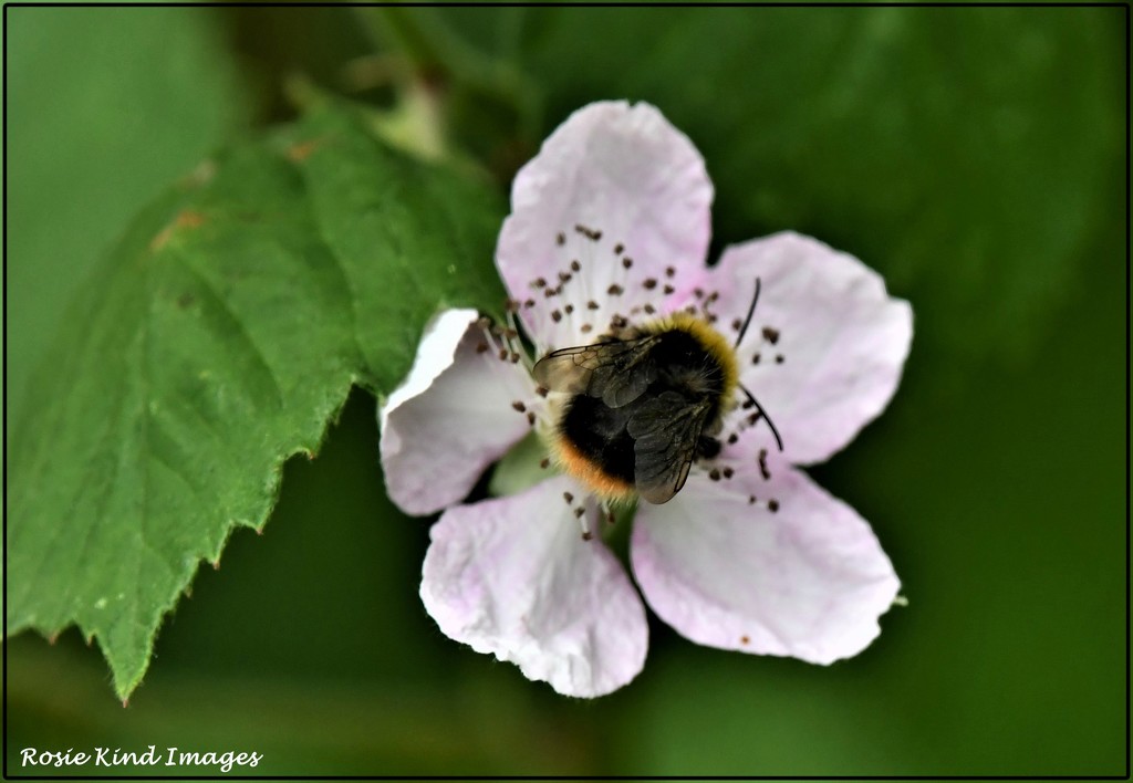The pollenator by rosiekind
