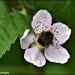 The pollenator by rosiekind