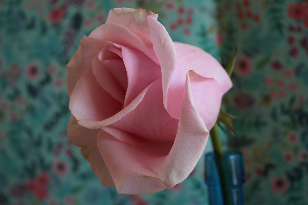 Pink rose by jb030958