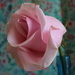 Pink rose by jb030958