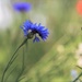 Cornflower Blue by lynnz