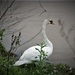 Swan Standing by vernabeth