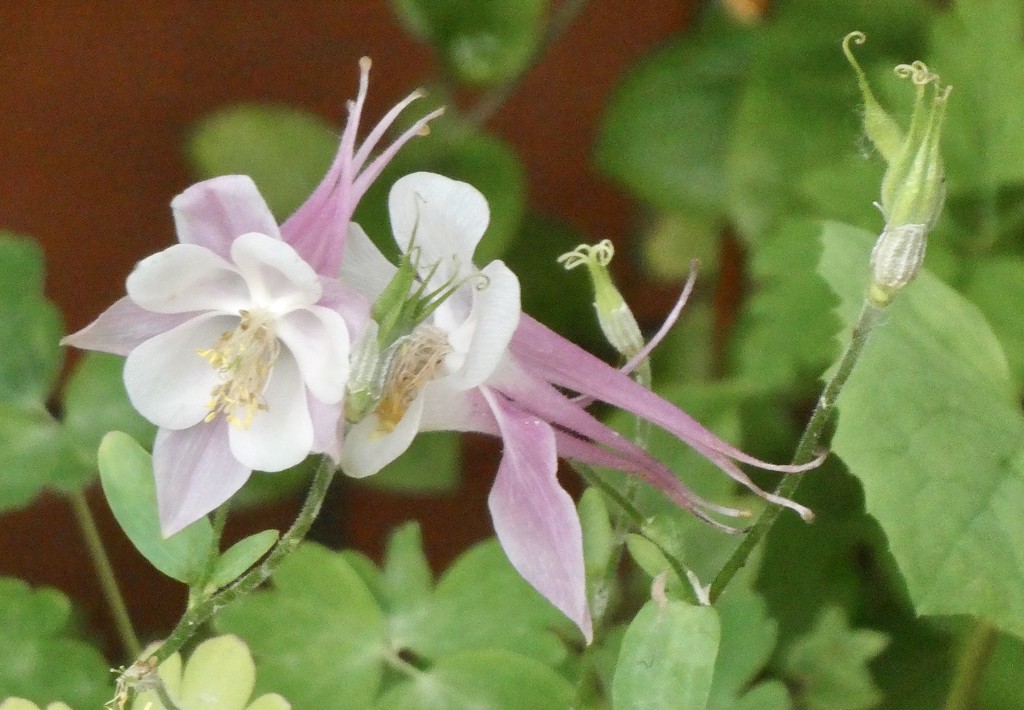 Aquilegia  by orchid99
