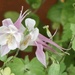 Aquilegia  by orchid99