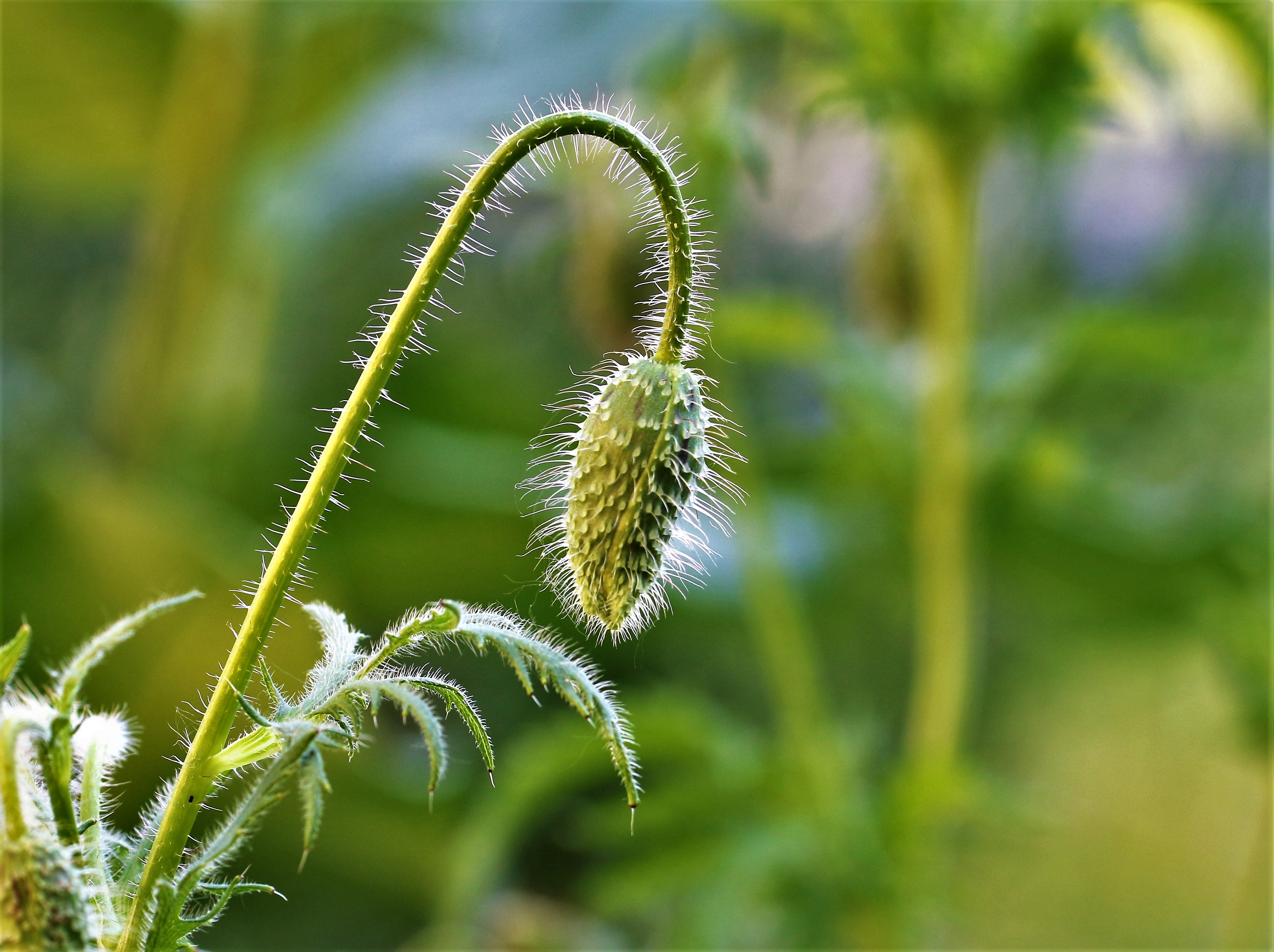 Poppy Hair by *lynn · 365 Project