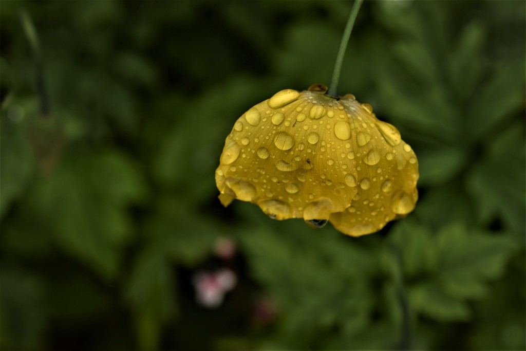 rain drops on poppy by christophercox
