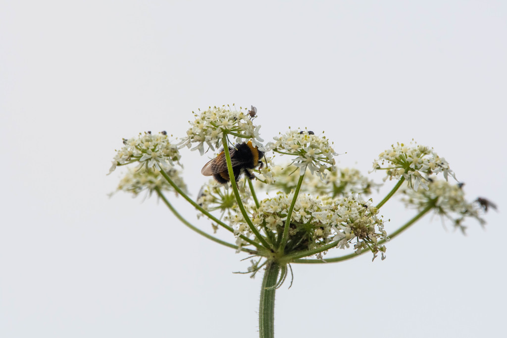 pollinators by stevejacob