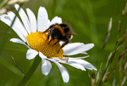 24th Jun 2021 - Big flower or small bee?